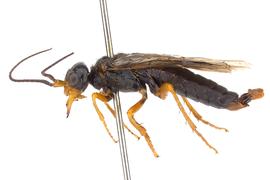   Cephalcia  sp. male lateral habitus; photo by J. Orr, WSDA 
