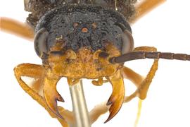   Cephalcia californica  male face; photo by J. Orr, WSDA 
