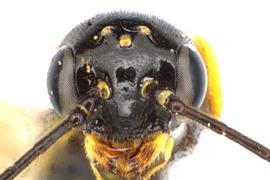   Cephus cinctus  female face; photo by J. Orr, WSDA 
