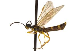   Cephus cinctus  male lateral habitus; photo by J. Orr, WSDA 
