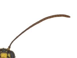   Cephus cinctus  antenna; photo by J. Orr, WSDA 
