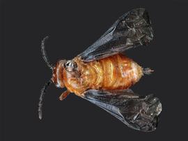   Ceratulus spectabilisnbsp; female dorsalnbsp;habitus; photo by J. Orr, WSDA 
