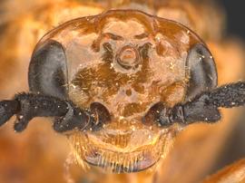   Ceratulus spectabilisnbsp; female face; photo by Q. Baine, WSDA 
