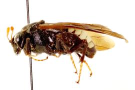   Cimbex  sp. female lateral habitus; photo by J. Orr, WSDA 
