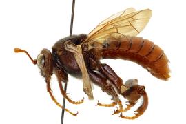   Cimbex  sp. male lateral habitus, photo by J. Orr, WSDA 
