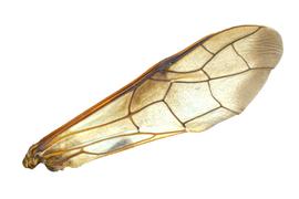   Cimbex americana  fore wing; photo by J.Orr, WSDA 
