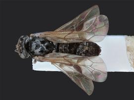   Cladius pectinicornis nbsp;female dorsal habitus; photo by J. Orr, WSDA 
