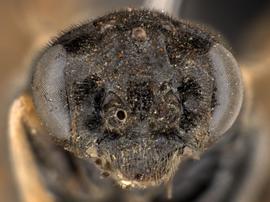   Cladius pectinicornis  female face; photo by Q. Baine, WSDA 
