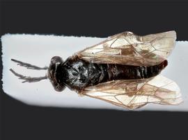   Cladius pectinicornis nbsp;male dorsal habitus; photo by J. Orr, WSDA 
