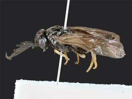   Cladius pectinicornis nbsp;male lateral habitus; photo by J. Orr, WSDA 
