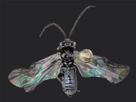   Claremontia typica nbsp;male dorsal habitus; photo by J. Orr, WSDA 
