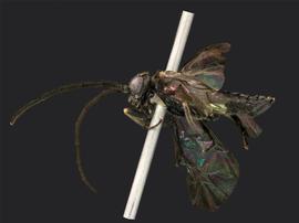   Claremontia typicanbsp; male lateral habitus; photo by J. Orr, WSDA 
