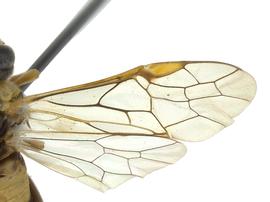   Craterocerus obtusus  wings; photo by J. Orr, WSDA 
