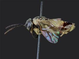   Craterocerus obtususnbsp; female lateral habitus; photo by J. Orr, WSDA 
