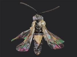   Craterocercus obtususnbsp; male dorsal habitus; photo by J. Orr, WSDA 
