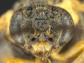   Craterocercus obtusus  female face; photo by Q. Baine, WSDA 
