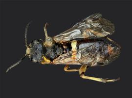   Dedanbsp; sp.nbsp;female dorsal habitus; photo by J. Orr, WSDA 
