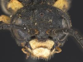   Deda nbsp;sp. female face; photo by Q. Baine, WSDA 
