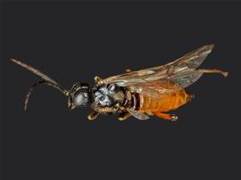   Dimorphopteryx virginicus nbsp;female dorsal habitus; photo by J. Orr, WSDA 
