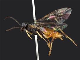   Dimorphopteryx virginicusnbsp; female lateral habitus; photo by J. Orr, WSDA 
