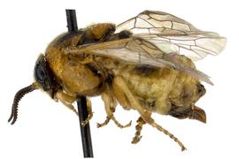   Diprion similis  female lateral habitus; photo by J. Orr, WSDA 
