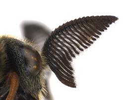   Diprion pini  male antenna; photo by J. Orr, WSDA 
