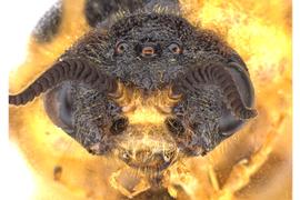   Diprion similis  female face; photo by J. Orr, WSDA 
