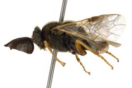   Diprion similis  male lateral habitus; photo by J. Orr, WSDA 
