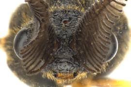   Diprion similis  male face; photo by J. Orr, WSDA 
