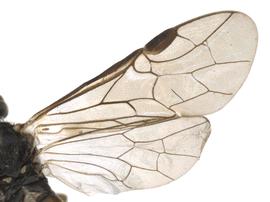   Dolerus gilvipes  wings; photo by Q. Baine, WSDA 
