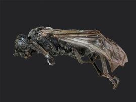   Dolerus nitens nbsp;female lateral habitus; photo by J. Orr, WSDA 
