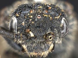   Dolerus nitens nbsp;female face; photo by Q. Baine, WSDA 

