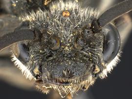   Dolerus nbsp;sp. male face; photo by Q. Baine, WSDA 
