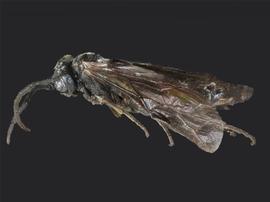   Empria ignotanbsp; female lateral habitus; photo by J. Orr, WSDA 
