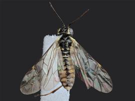   Empria multicolor nbsp;female dorsal habitus; photo by J. Orr, WSDA 
