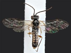   Empria multicolor nbsp;male dorsal habitus; photo by J. Orr, WSDA 
