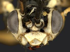   Empria multicolor nbsp;male face; photo by Q. Baine, WSDA 
