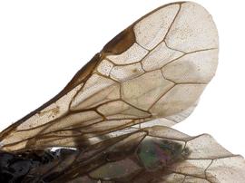   Endelomyia aethiopsnbsp; fore wing; photo by J. Orr, WSDA 
