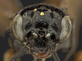   Endelomyia aethiopsnbsp; female face; photo by Q. Baine, WSDA 
