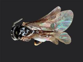   Endelomyia aethiops nbsp;female dorsal habitus; photo by J. Orr, WSDA 
