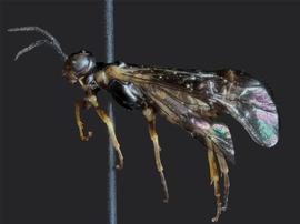   Eriocampideanbsp;arizonensisnbsp; female lateral habitus; photo by J. Orr, WSDA
