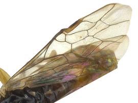   Eriocampidea arizonensisnbsp; fore wing; photo by J. Orr, WSDA 
