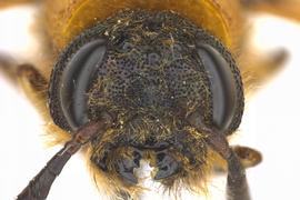   Eriotremex formosanus  male face; photo by J. Orr, WSDA 
