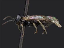   Euparephora parca  female lateral habitus; photo by J. Orr, WSDA 
