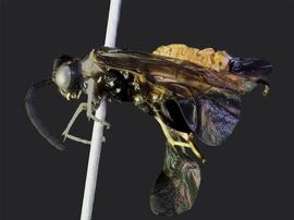   Eustromboceros rufocaudatus nbsp;female lateral habitus; photo by J. Orr, WSDA 
