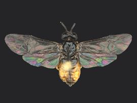   Eutomostethus luteiventris nbsp;female dorsal habitus; photo by Q. Baine, WSDA 
