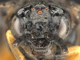   Eutomostethus luteiventris nbsp;female face; photo by Q. Baine, WSDA 
