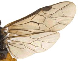   Eutomostethus luteiventrisnbsp; wings; photo by P. Jones, WSDA 
