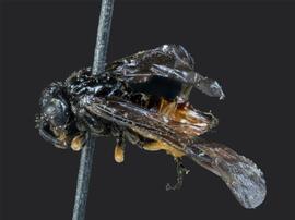   Eutomosthethus luteiventrisnbsp; female lateral habitus; photo by J. Orr, WSDA 
