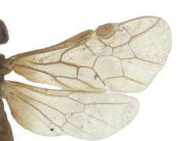   Fenella nigrita  wings; photo by J. Orr, WSDA 
